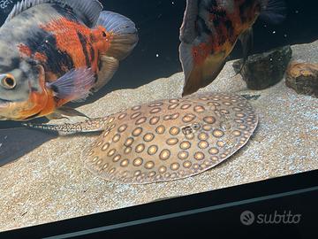 Razza potamotrygon motoro