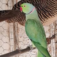 Parrocchetti dal collare