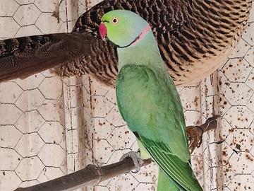 Parrocchetti dal collare