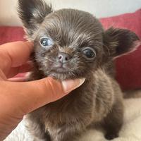 Chihuahua meravigliosi