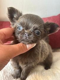 Chihuahua meravigliosi