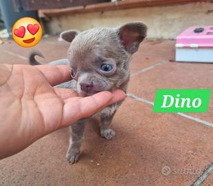 speciale cucciolo di chihuahua