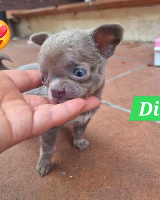 speciale cucciolo di chihuahua