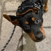 Cucciolo 8 mesi vendita