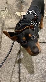 Cucciolo 8 mesi vendita