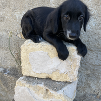 Raffa salvata dalla strada