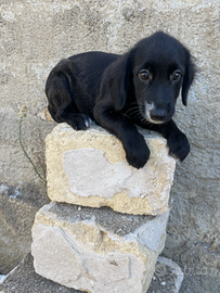 Raffa salvata dalla strada