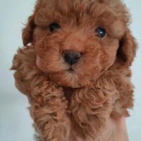 Maschi TOY - BARBONCINO