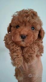 Maschi TOY - BARBONCINO