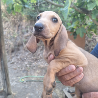 Cucciolo Segugio Italiano
