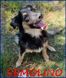 Semolino cucciolotto 6 mesi mix border