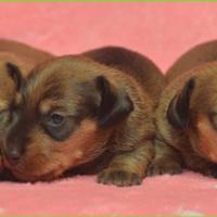 Bassotto femmina kaninchen ultima femmina