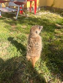 Cucciola di suricata