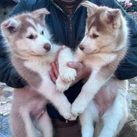 Cuccioli di Siberian husky