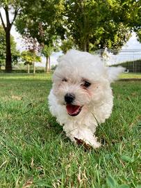 Bolognesi cuccioli