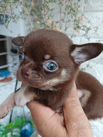chihuahua toy cioco