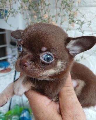 chihuahua toy cioco