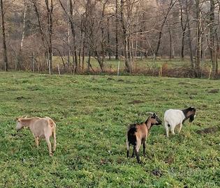 Capre tibetane caprette
