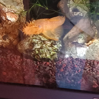 Ancistrus albino con o senza acquario