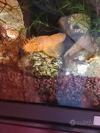 Ancistrus albino con o senza acquario