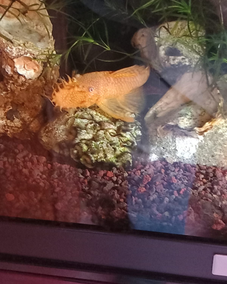 Ancistrus albino con o senza acquario