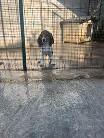 Beagle caccia