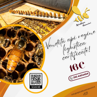 Api regine ligustica certificate