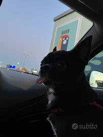 Chihuahua