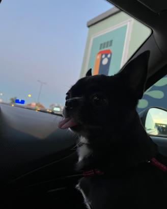 Chihuahua