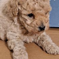 Barboncino toy maschietto