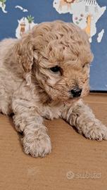 Barboncino toy maschietto