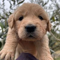 Golden Retriever Linea Inglese