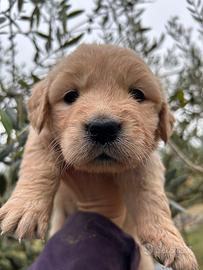 Golden Retriever Linea Inglese