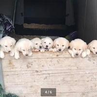 Cuccioli di labrador/maremmano