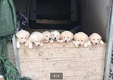 Cuccioli di labrador/maremmano