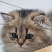 Cucciolo british longhair