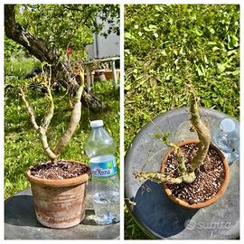 Caudex cactus pelargonium fiore pianta lotto