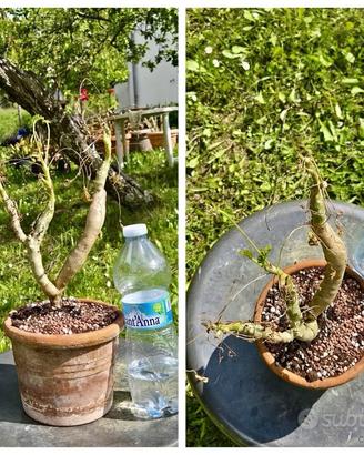 Caudex cactus pelargonium fiore pianta lotto