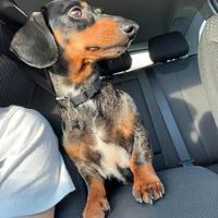 BASSOTTI NANI ARLECCHINO CON PEDIGREE E FULVO 4Kg