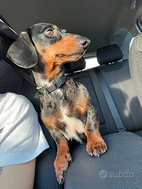 BASSOTTI NANI ARLECCHINO CON PEDIGREE E FULVO 4Kg