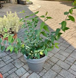 Pianta Forsizia „variegata“