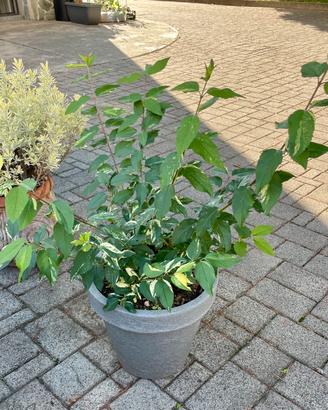 Pianta Forsizia „variegata“