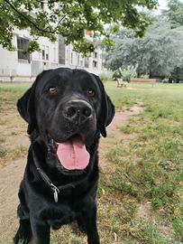Maschio Labrador per monte 