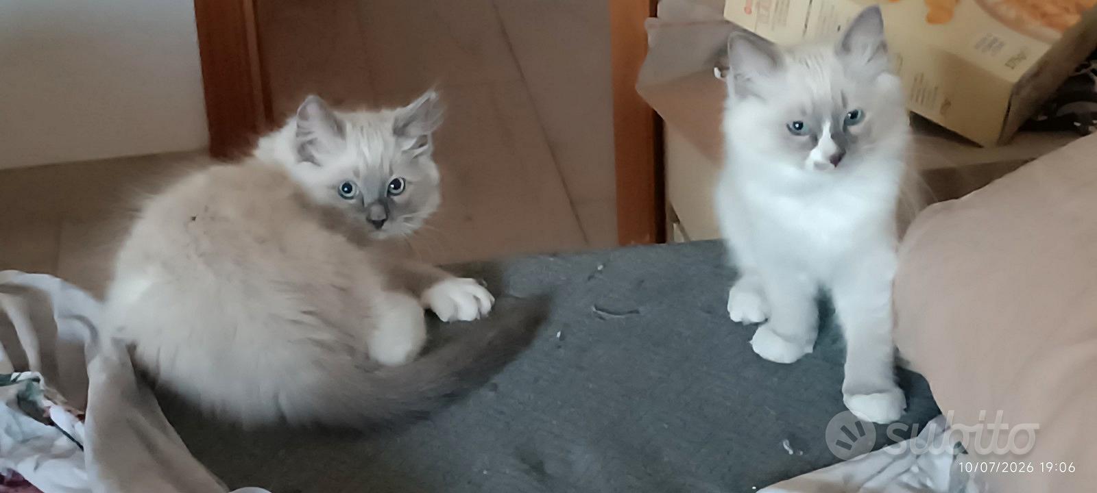 Cuccioli ragdoll disponibili - Animali In vendita a Lucca