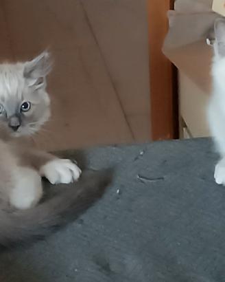 Ragdoll nati il 28/03/26