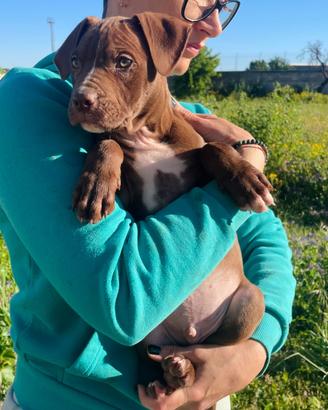 Cane meticcio adozione 2 mesi morbido
