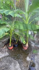 Piante di banano