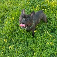 Bulldog francese
