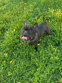 Bulldog francese
