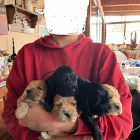 Cuccioli di Cocker Spaniel Inglese